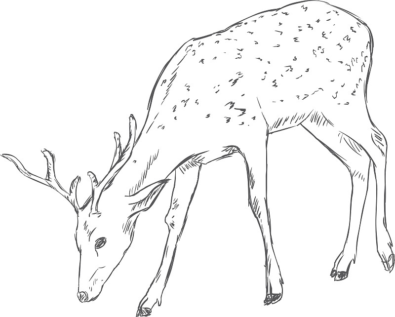 矢量素描斑纹鹿