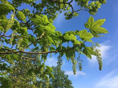 2018年5月，美国梧桐树开花