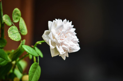 夏日的花朵闭合