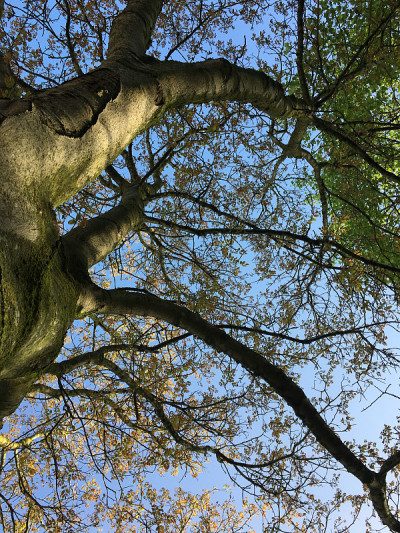 普通核桃树在2018年5月下旬开花