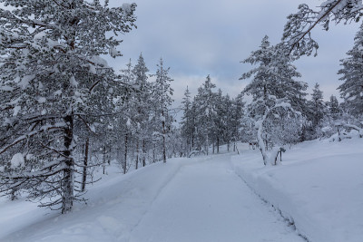 夕阳下的雪景，芬兰拉普兰冬天结冰的树木