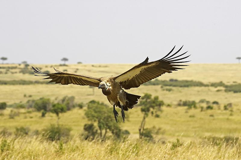 African White Backed Vulture, gyps africanus, Adul