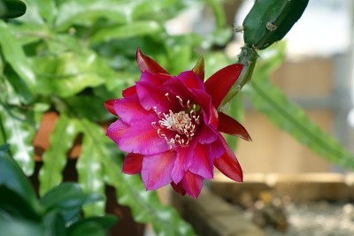 红epiphyllum