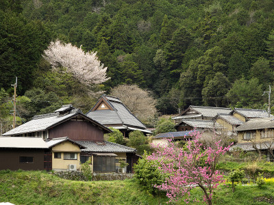 在樱花盛开的季节，坐落在京都北部山区的乡村小镇Ohara