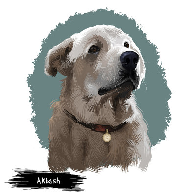 阿克巴什狗数字艺术插图孤立在白色的背景。家畜看守牧羊犬。土耳其国家犬种。可爱的小狗在项圈与金属，纯种