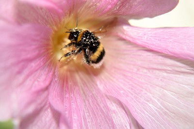 蜜蜂
