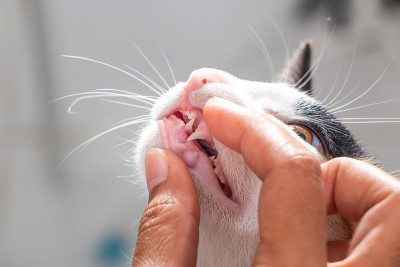 检查猫的牙齿特写镜头