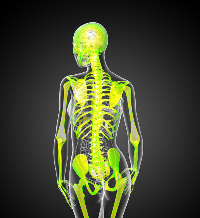 人体骨骼的3d渲染医学插图