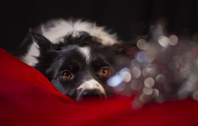 一只边境牧羊犬小狗躺在红白相间的被单间看着圣诞节的装饰品