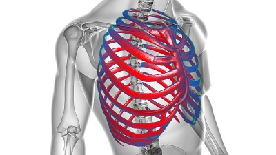 人体骨骼解剖肋骨笼3D渲染