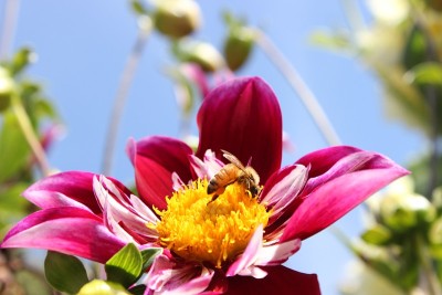 花和蜜蜂