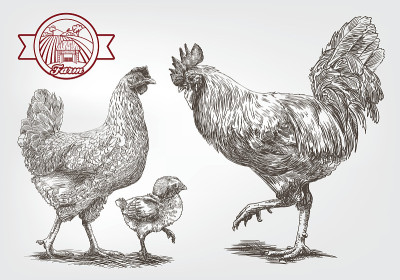 的草图brood-hen