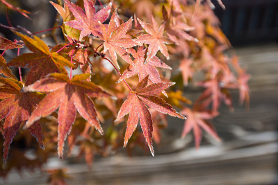 日本枫盆景秋天的叶子季节