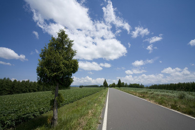 道路和树木