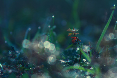 微距背景:小草和水滴
