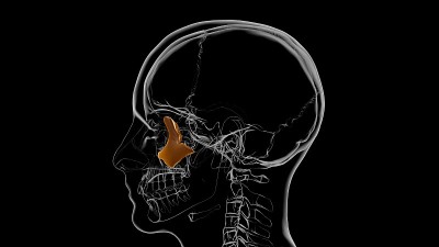 人体骨骼颅骨颧骨解剖医学概念3D