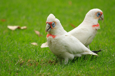 长嘴Corella - Cacatua tenuirostris