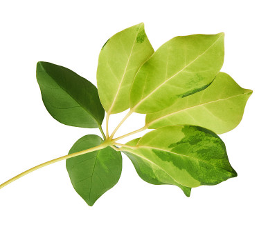 杂色叶，金色五毛草植物，异国情调的热带叶，孤立在白色背景与修剪路径