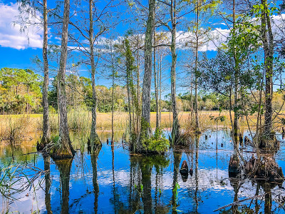 秋松沼泽景观