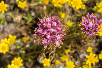 猫头鹰的三叶草(Castilleja exserta)盛开在金田的鲜花中