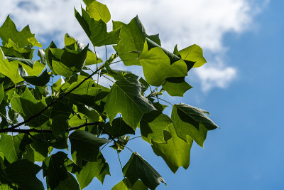 郁金香树(Liriodendron tulipifera)，又称郁金香树，美洲杨树或郁金香杨树，嫩绿