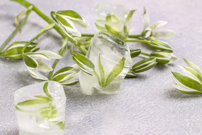 白色娇嫩的花冷冻在一个冰块。清爽的冰花。