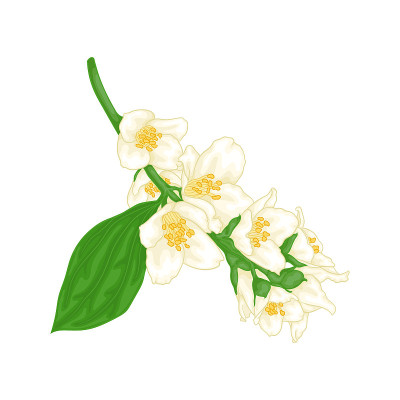 beautiful branch flower jasmine cartoon watercolou