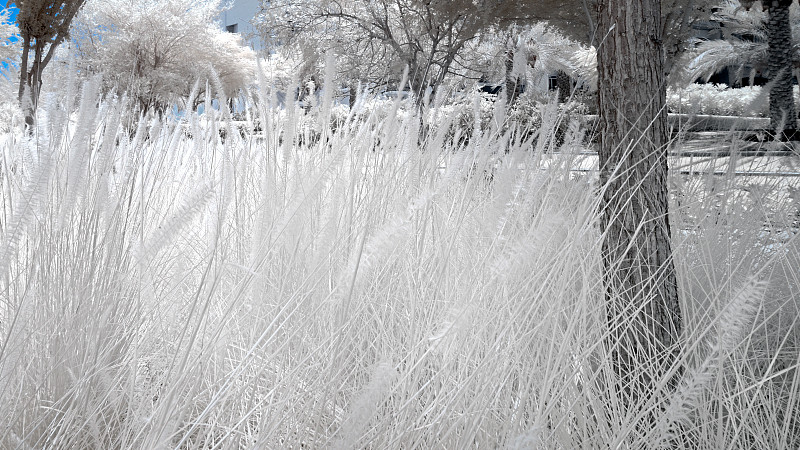 Infrared image of trees and shrubs in false color