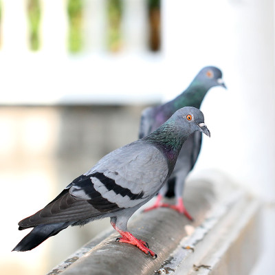 特写镜头的鸽子