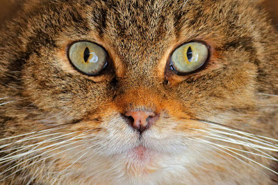 详细的眼睛肖像可爱的猫。野猫，野猫，动物栖息在大自然的大树森林里，躲藏在中欧的绿叶之中。近距离哺乳动