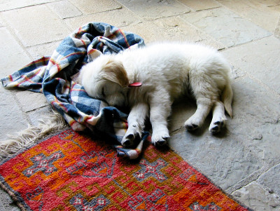 拉布拉多猎犬奶油小狗