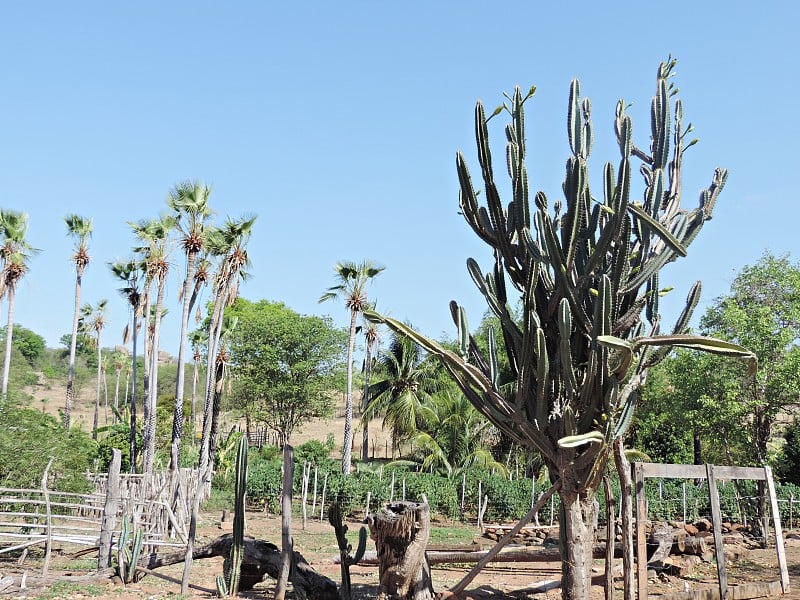 山茱萸/仙人掌da Caatinga。