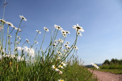 marguerites