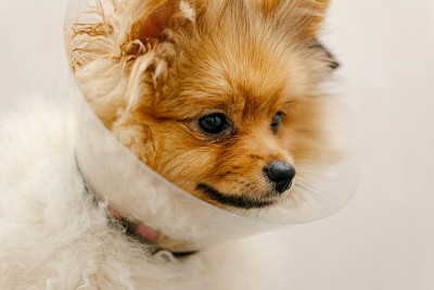 戴着伊丽莎白时代保护项圈的博美犬