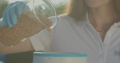 生物学家或农学家在专业设备上分析小麦种子。