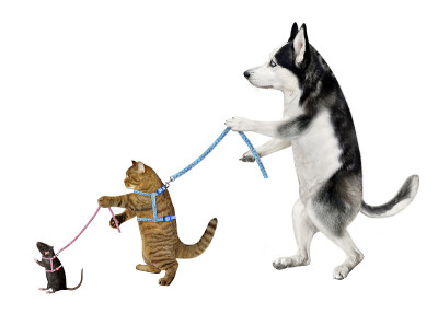 狗哈士奇用皮带牵着它的猫
