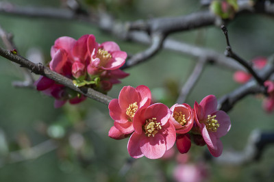 日本木瓜花灌木，美丽的粉红色花在春天的枝条上盛开
