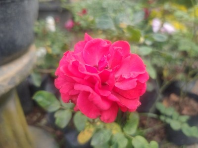 花园里的花很漂亮