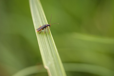甲虫在草地上