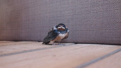 非常好奇的幼年仓燕(Hirundo rustica)，希腊，哈尔基迪基
