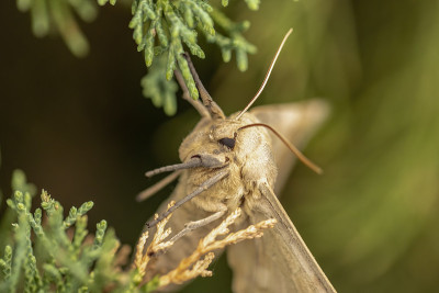 大杨树斯芬克斯(Pachysphinx occidentalis)是大型和快速蛾在家野生和家养的西部