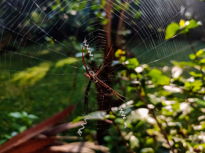 Argiope anasuja是一种无害的圆织蛛(蜘蛛科)，在塞舌尔群岛、印度、巴基斯坦、斯里兰卡和