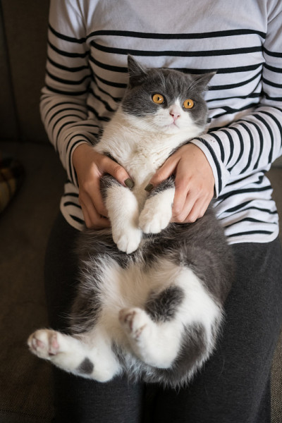 抱着一只英国短毛猫玩
