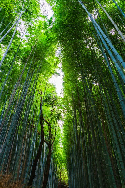 日本京都佐贺竹林景观