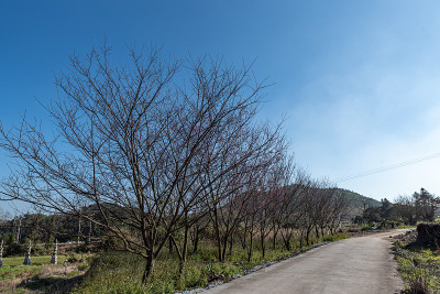 一条路穿过樱花树