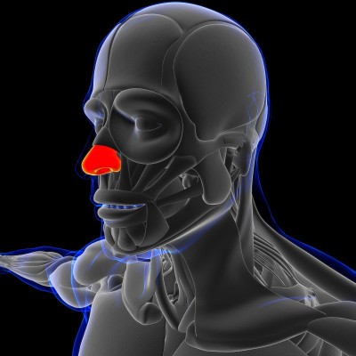鼻软骨解剖医学概念3D