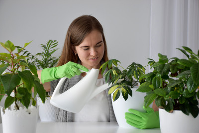 花匠正在白盆里浇栀子花
