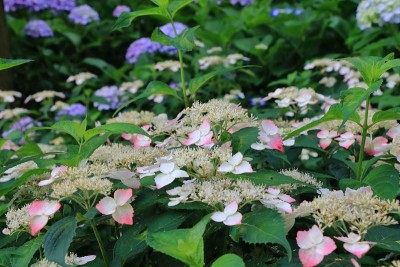 日本的绣球花