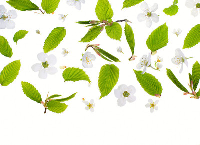 新鲜的绿叶和白色背景下的鸟樱桃树花。春季季节性背景。
