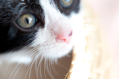猫宝宝